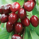 frutti di ciliegio durone vignola