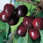 frutti di ciliegio durone di vignola II