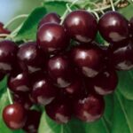 frutti di ciliegio mora di cazzano
