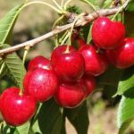 frutti di ciliegio sunburst