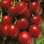 frutti di ciliegio van