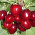 frutti di ciliegio ferrovia
