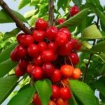 frutti di ciliegio lapins