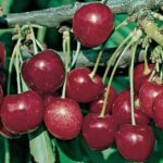 frutti di ciliegio stella