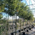 Cinnamomum camphora CANFORA Alto Fusto