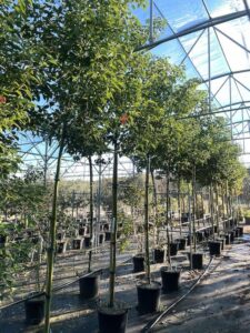 Cinnamomum camphora CANFORA Alto Fusto