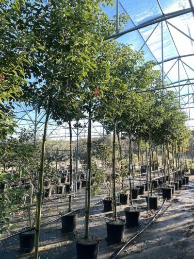 Cinnamomum camphora CANFORA Alto Fusto