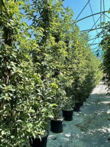 Cinnamomum camphora CANFORA - Cespuglio - Vivai Frappetta