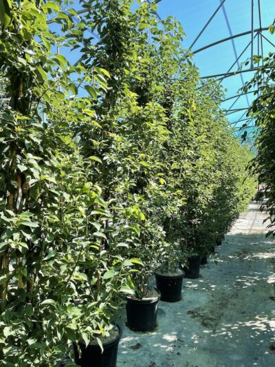 Cinnamomum camphora CANFORA - Cespuglio - Vivai Frappetta