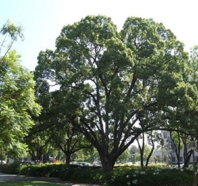 primo piano di cinnamomum camphora