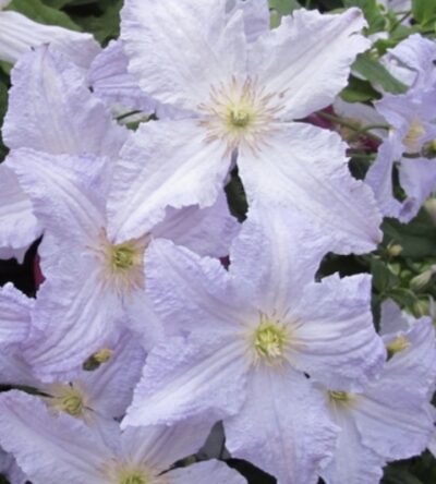 Clematis ' Blue Angel'