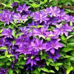 Clematis Ibridi Grandi Fiori