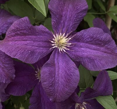 Clematis 'Jackmanii'