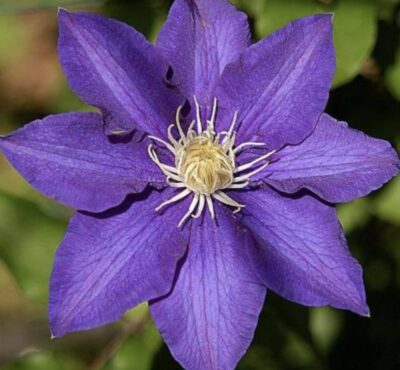 Clematis 'The President'