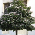 Clerodendrum trichotomum