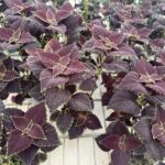 Coleus