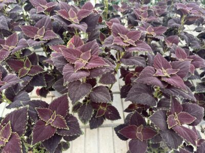 Coleus