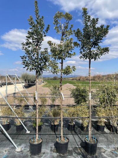 Corbezzolo Alto Fusto CT8-10