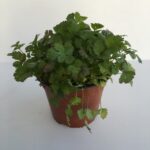 Primo piano di Coriandolo Pitartima