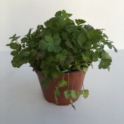 Primo piano di Coriandolo Pitartima