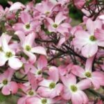 Cornus florida 'Rubra' - brattee