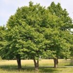 Albero di Corylus colurna Nocciolo