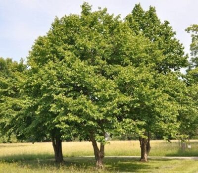Albero di Corylus colurna Nocciolo