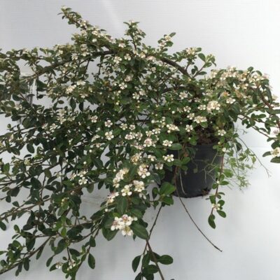 primo piano di cotoneaster coral beauty