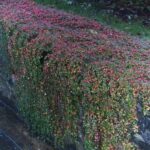 arbusto di cotoneaster dammeri