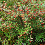 foglie e frutti di cotoneaster franchettii