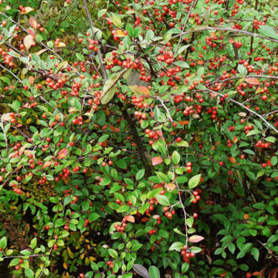 foglie e frutti di cotoneaster franchettii