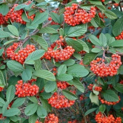 foglie e frutti di cotoneaster lacteus