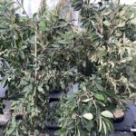 Cotoneaster lacteus - Vivai Frappetta