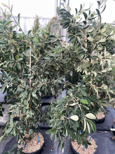 Cotoneaster lacteus - Vivai Frappetta