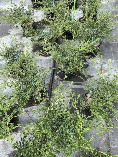 Cotoneaster salicifolius 'Repens'