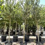 Crataegus oxyacantha 'Paul's Scarlet'
