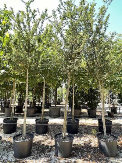Crataegus oxyacantha 'Paul's Scarlet'