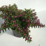 piantina di cuphea hyssopifolia cufea purpurea