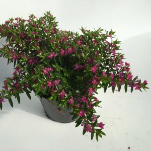 piantina di cuphea hyssopifolia cufea purpurea