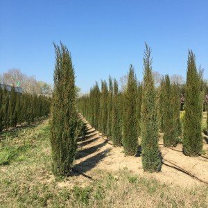 Cupressus sempervirens 'Pyramidalis' allevati a terra - Vivai Frappetta