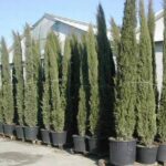 Cupressus sempervirens 'Totem'