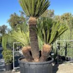 Palme e Simili