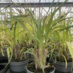 Cymbopogon CITRONELLA