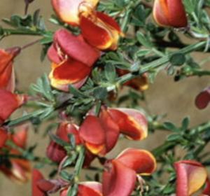 Cytisus 'Burkwoodii'