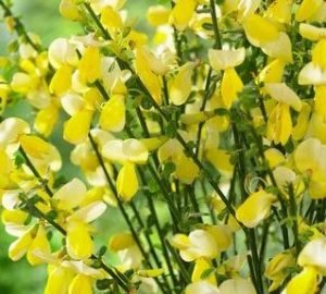 Cytisus 'Golden Cascade'