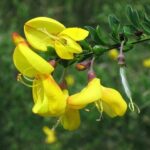 foglie di cytisus scoparius ginestra dei carbonai