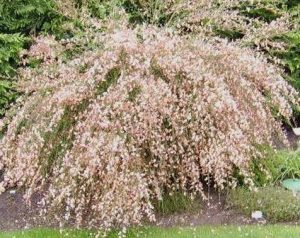 Cytisus x praecox 'Zeelandia'