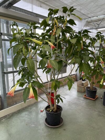 DATURA