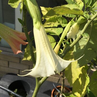 fiore di datura brugmansia arborea bianca