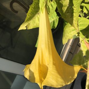 fiore di datura brugmansia arborea gialla